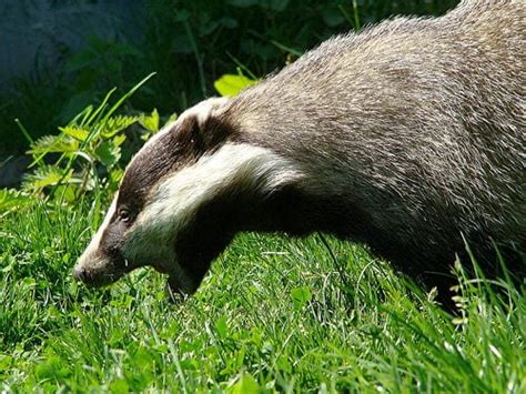 Gloucestershire Badger Cull ‘may Not Reach Target Blue And Green