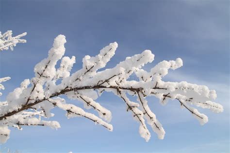 Branch Covered With Snow Stock Image Image Of Season 17543831