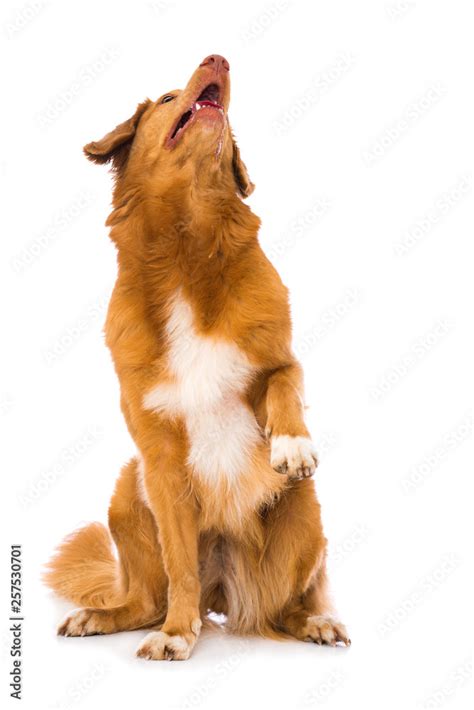 Why Do Dogs Lift Their Paws Standing