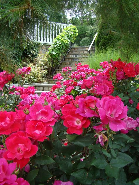 Feb 11, 2021 · shrub and landscape roses. Knock Out Roses - Still the Best