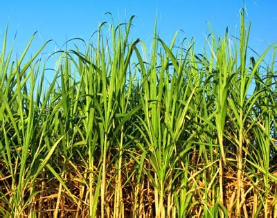 Singh s.k., dhawan s.s., lal r.k., shanker k., singh m. Cuidado de malezas en la caña de azúcar - Ruralnet