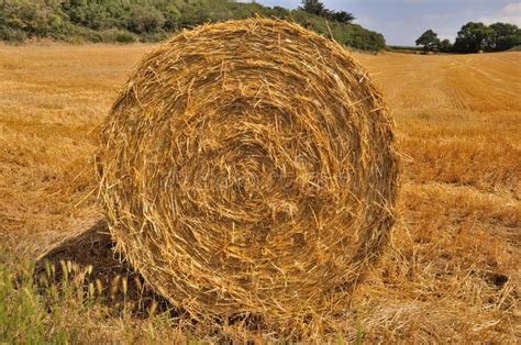 Round Straw Bales Stock Photo Image Of France Crop 56055334