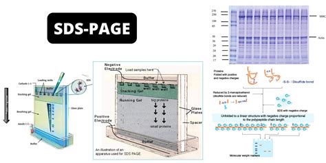 Sds Page Sodium Dodecyl Sulfate Polyacrylamide Gel Electrophoresis Page