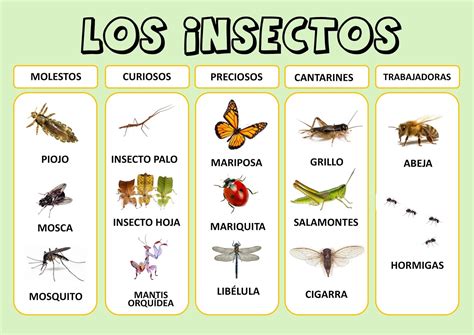 Insecto Diagrama Para Ninos