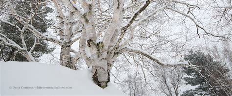 Birch Trees In Winter Panorama White Mountain Photrography