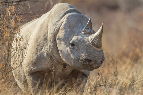 Earless Black Rhino Wildlife Photography By Robs Wildlife Robswildlife