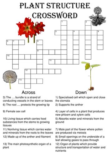 Biology Crossword Puzzle Structure Of A Plant Teaching Resources