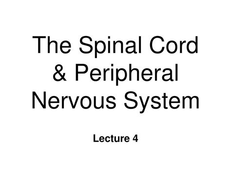 Ppt The Spinal Cord And Peripheral Nervous System Powerpoint