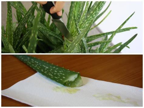 Sie wird in der medizin und auch in der kosmetik verwendet. Aloe Vera verarbeiten: Wie Sie Aloe-Vera-Gel selber herstellen