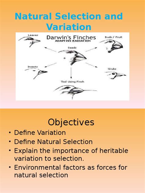 Natural Selection And Variation Natural Selection Mutation