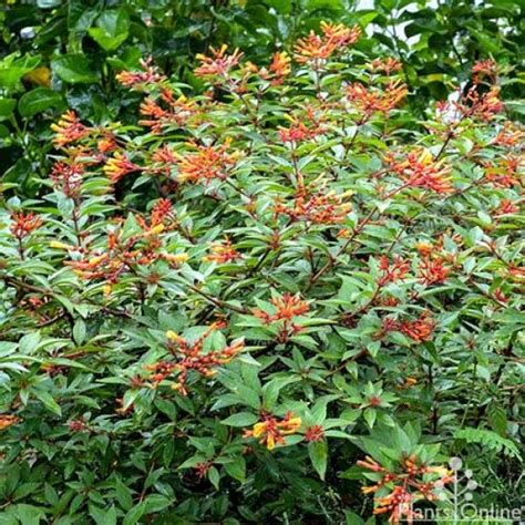 Dwarf Firebush With Orange Touch Of Yellow Red In Blooms Yellow