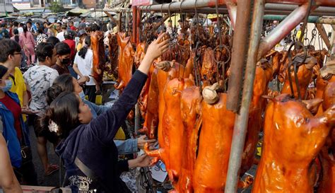 Menurut shawcross, daging manusia seperti daging babi panggang. FOTO: Berburu Babi Panggang untuk Sajian Imlek - Global ...