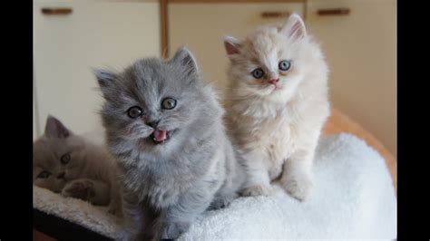 If you're a fan of long coats, the result really is the best of both worlds: Rihanka i Ronalduś - BRITISH LONGHAIR KITTENS - YouTube