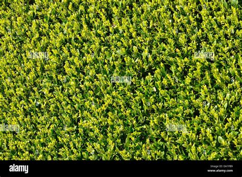 Leafy Hedge Hi Res Stock Photography And Images Alamy