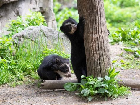 Queens Zoo Debuts Two New Andean Bear Cubs Queens Ny Patch