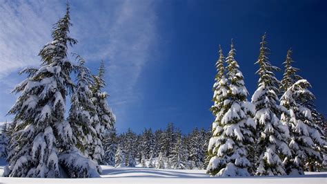1920x1080 Winter Snow Pine Trees Laptop Full Hd 1080p Hd