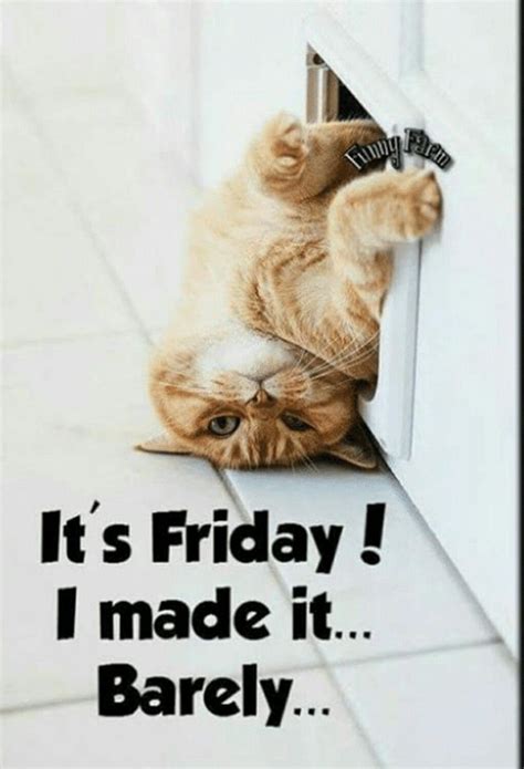 Friday Feeling Funny Good Morning Memes Happy Friday Pictures Happy