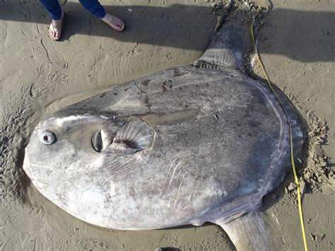 Huge Strange Looking Fish Washes Up On California Beach Orissapost