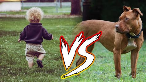 Pitbulls Vs Toddlers Know Your Meme