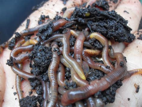 Fileworms From Coffee Compost Pile Wikimedia Commons