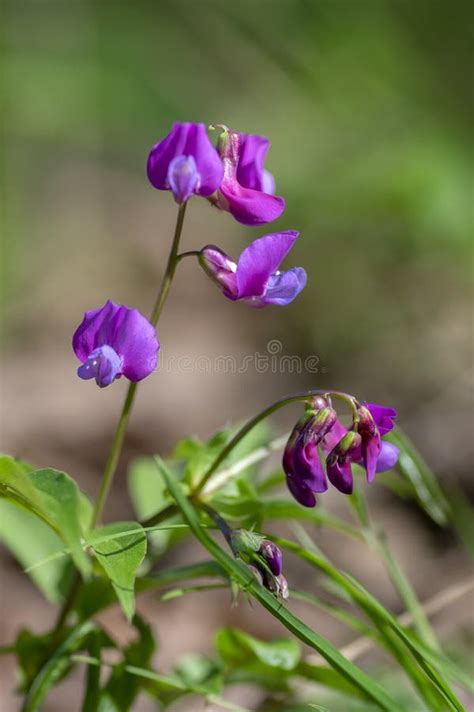 Lathyrus Vernus Wild Purple Violet Flowers In Bloom Springtime