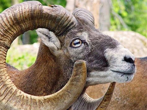 Mouflon In 2021 Animals Animals Wild Animal Pictures