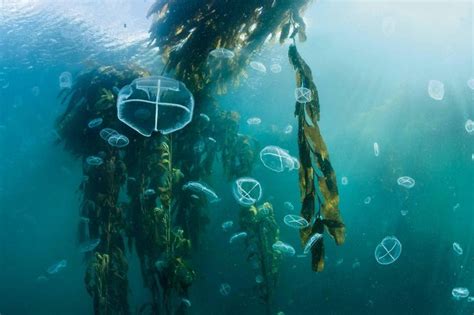 Giant Kelp Forest Image National Geographic Photo Of The Day In 2020