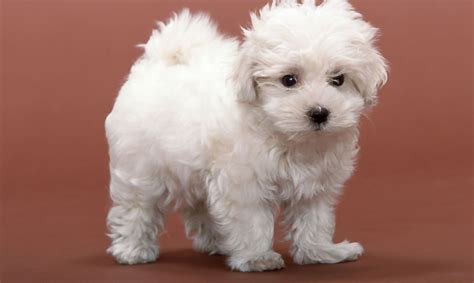 The Bichon Frise Is A Dog Breed That Resembles The Maltese Cute White