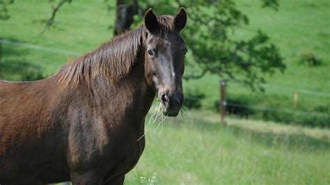 Horse care guidelines | The Humane Society of the United States