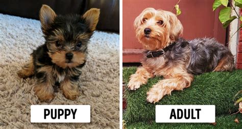 If your puppy is having trouble learning a new behavior, end the session by reviewing something he already knows and give him plenty of praise and a big reward for his success. 10+ Cutest Dog Breeds That Stay TINY Forever