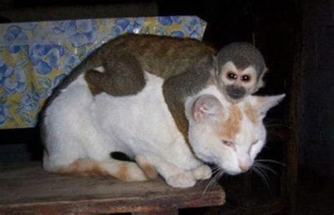 29 Unusual Animal Friendships That Will Make You Cry Inside In 2022