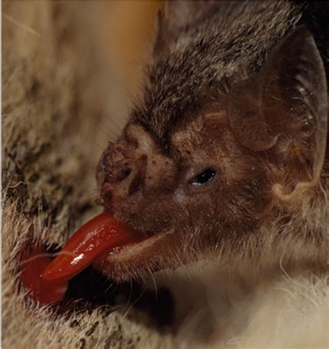 Researchers Find Vampire Bats Have Limited Capacity To Taste Bitter
