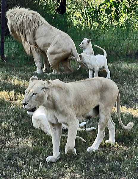 南アフリカ・ヨハネスブルク郊外にある：神の使い ホワイトライオン 写真特集：時事ドットコム