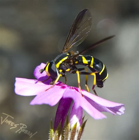 Dsc2665 Wasp Mimic Syrphid Fly Species Doros Aequalis Jreben75