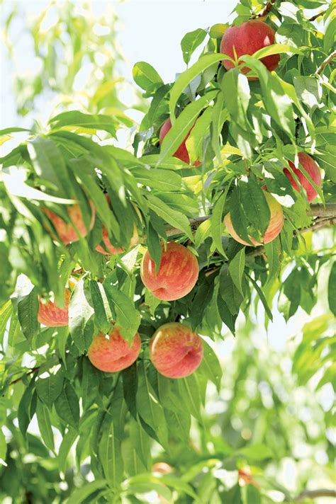 Peach Fruit Description History Cultivation Uses And Facts