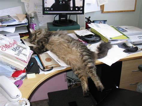 A Cat Laying On Top Of A Desk Next To A Computer Monitor And Keyboard