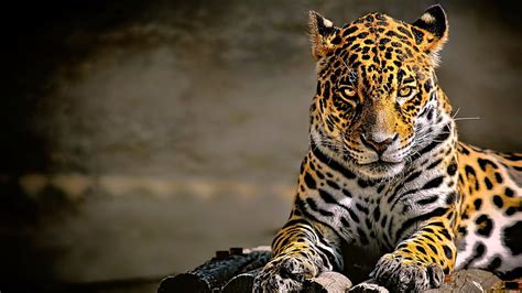 Hd Wallpaper Look Nature Predator Color Wild Cat Clouded Leopard