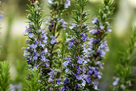 Rosemary Plant Care Guide How To Grow Rosemary Bouqs Blog