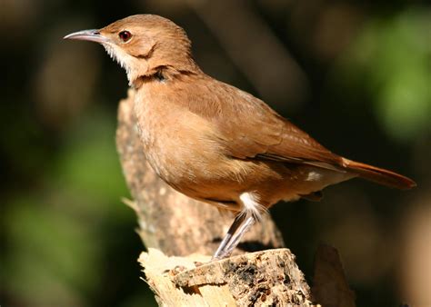 Pajaros Argentinos Taringa