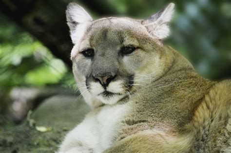 100 Kostenlose Puma And Tier Fotos Pixabay