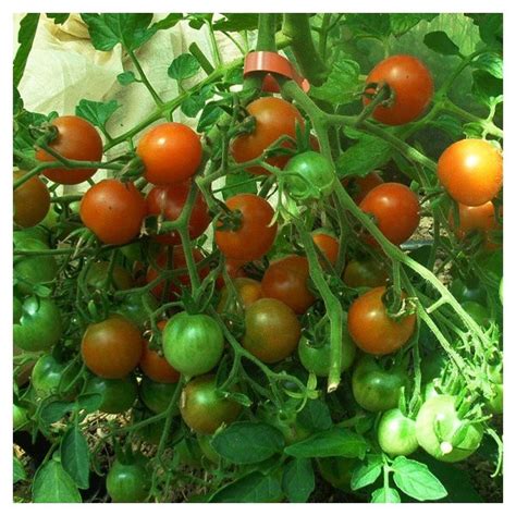 Riesentraube Tomato Organic Seeds