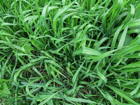 Invasive Lawn Weeds Identification