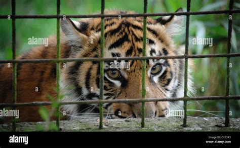 Tiger Behind Bars In Zoo Uk Stock Photo Alamy