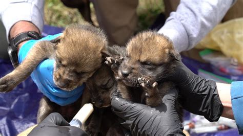 Cross Fostering Mexican Wolves Youtube