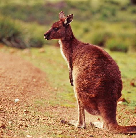 Where To See Wildlife On Kangaroo Island In South Australia