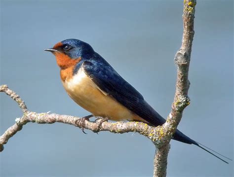 Diatomaceous earth, natural borax ant poison, and others. Barn Swallow, Natural Pest Control | BirdNote