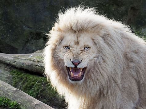 Download Angry White Lion Roar Wallpaper