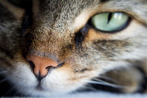Runny nose in cats causes. Cat Dry Nose: Causes and How to Help | Great Pet Care