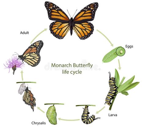 Monarch Butterfly Life Cycle Digital Illustration Of A Monarch