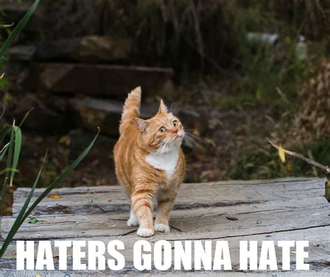 Cat Meme Quote Funny Humor Grumpy Sadic Wallpapers Hd Desktop And Mobile Backgrounds